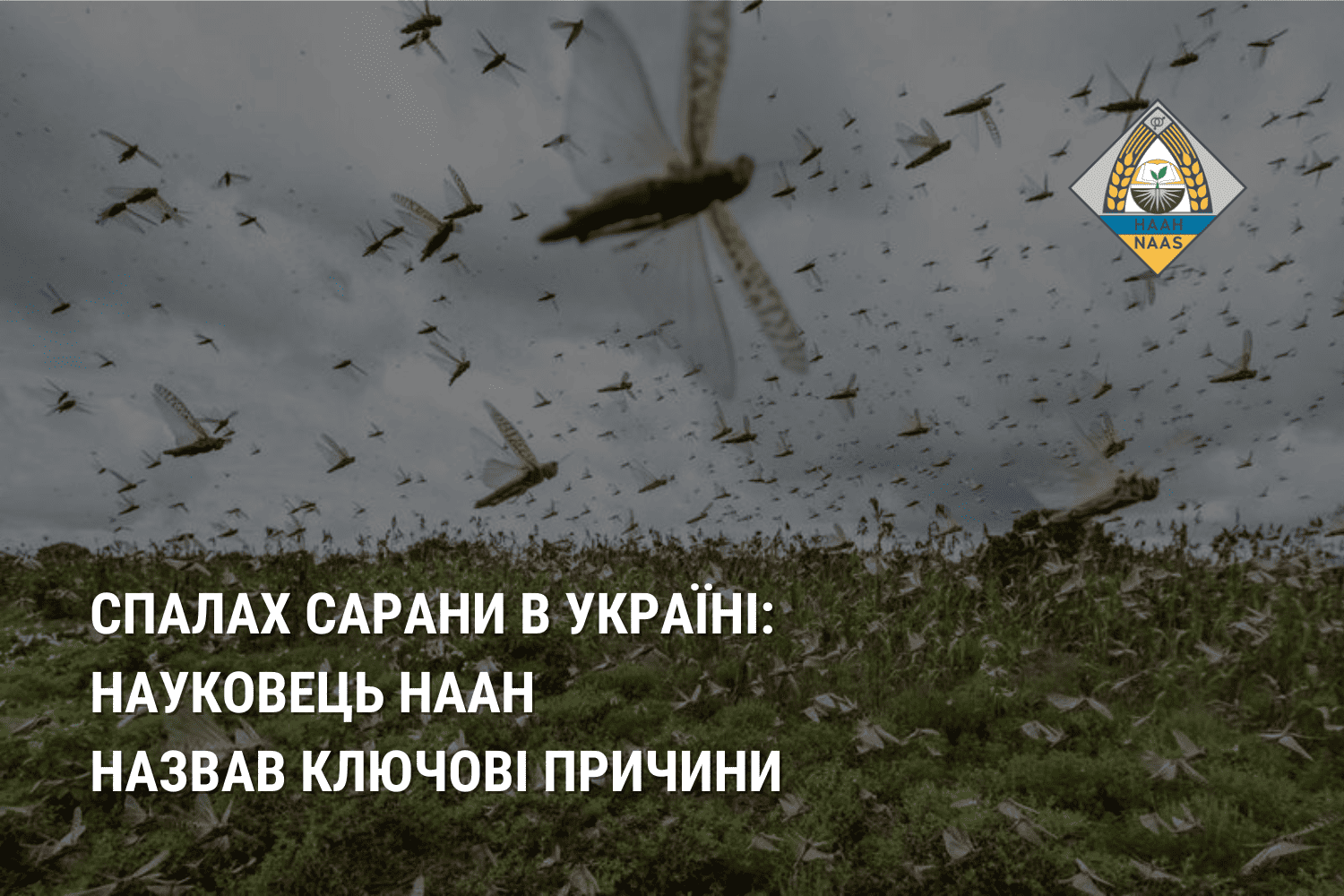 Спалах сарани в Україні: науковець НААН назвав ключові причини Спалах сарани в Україні: науковець НААН назвав ключові причини